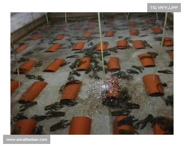 “澳龙”缘何落户山城？揭秘“隐藏款”新特产背后的黑科技